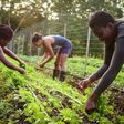 Ebonyi council boss wants young people to be involved in agriculture