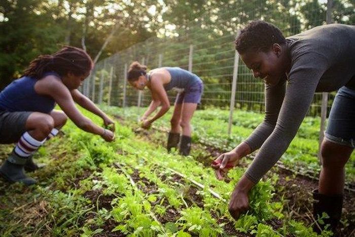 Ebonyi council boss wants young people to be involved in agriculture