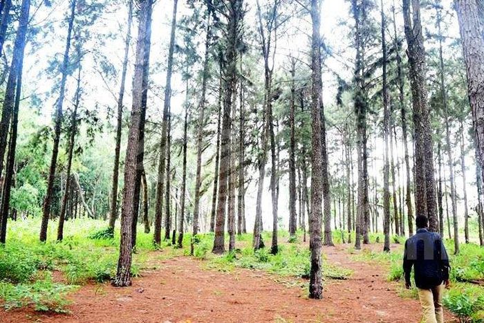 Ngwo Pine Forest