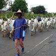 A nomadic man leading a herd of cows.