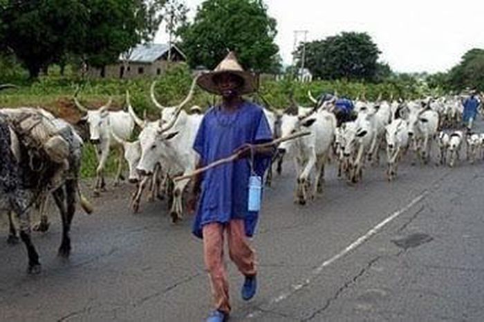 A nomadic man leading a herd of cows.