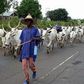 A nomadic man leading a herd of cows.