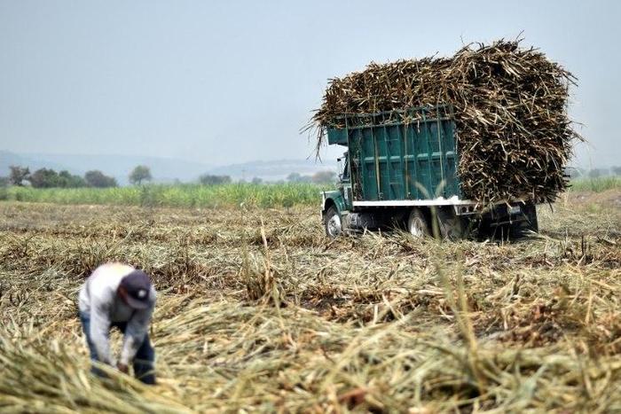 Mexico has agreed to reduce exports of refined sugar to the US in return for continued duty-free access to its market, Mexican officials say. Pictured here is a worker harvesting sugar cane in the Mexican state of Puebla