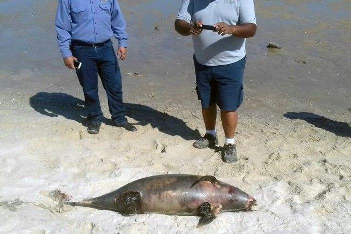 The most common cause of death for the vaquita is getting caught in illegal gillnets meant to catch another endangered species, a large fish called the totoaba