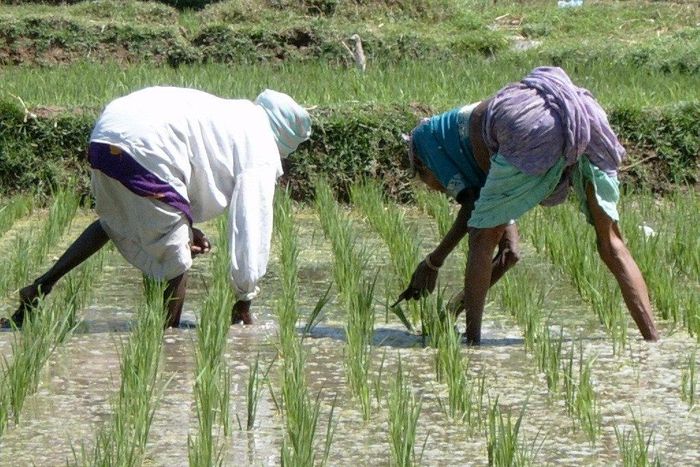 Workers at the rice production paddy