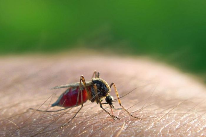 Malaria caused by an infected female anopheles mosquito is life threatening