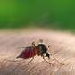 Malaria caused by an infected female anopheles mosquito is life threatening
