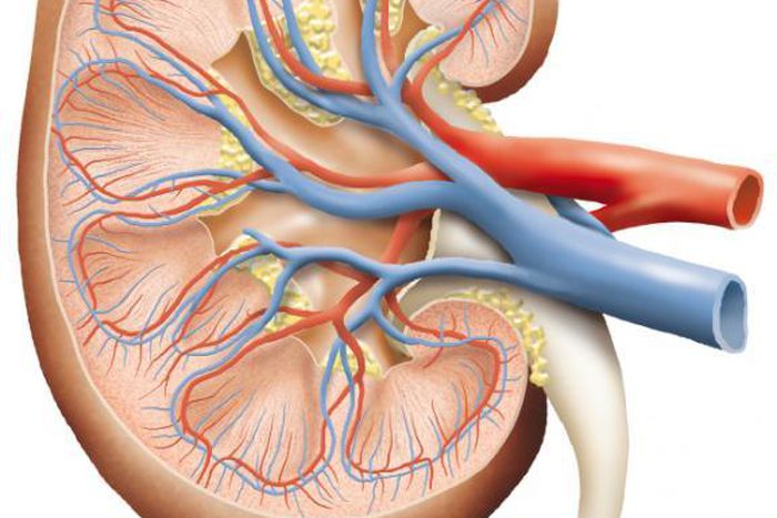 A cross section of the kidney