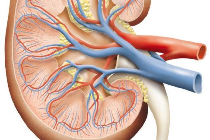 A cross section of the kidney