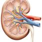 A cross section of the kidney