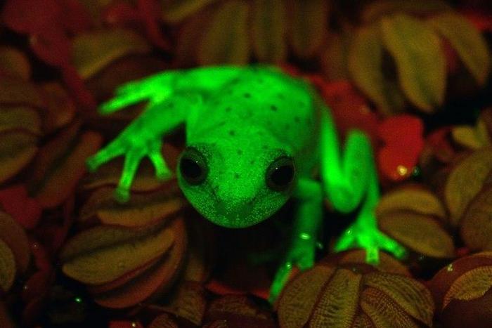 Argentine and Brazilian scientists at the Bernardino Rivadaiva Natural Sciences Museum discovered the first naturally fluorescent frog almost by accident