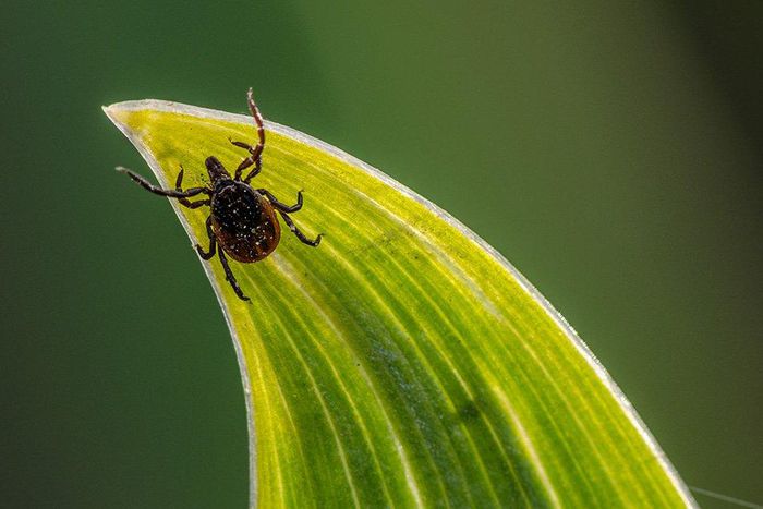 ___6942909___https:______static.pulse.com.gh___webservice___escenic___binary___6942909___2017___7___4___20___i-just-got-a-tick-bit-now-what-main