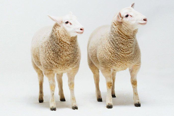Sheep cloning