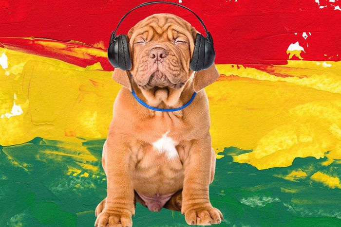 Calm down your dog by playing him reggae music