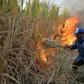 A Mexican farmer in the state of Puebla sets fire to a sugar cane grove before cutting down the scorched stalks for processing