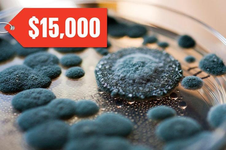 Mold