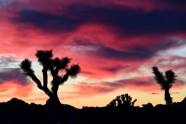 Sprawling Joshua Tree National Park in California is getting a big hand from shutdown volunteers