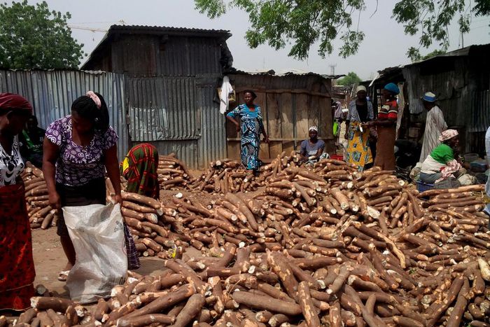 ___5728017___https:______static.pulse.com.gh___webservice___escenic___binary___5728017___2016___11___8___16___PIC.1.+WOMEN+SELLING+CASSAVA+TUBERS+AT+THE+OLD+GWADEBE+MARKET+IN+MINNA