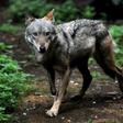The plan could see 85 wolves killed a year