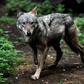The plan could see 85 wolves killed a year