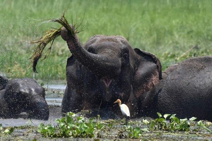 Elephants kill roughly 60 people every year in India's forested eastern state of Jharkhand