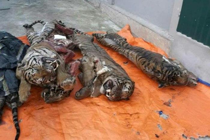 Five frozen tigers seized by local authorities in central Vietnam's Nghe An province, pictured on March 20, 2017