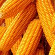Maize