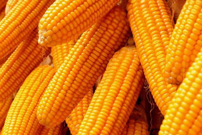 Maize