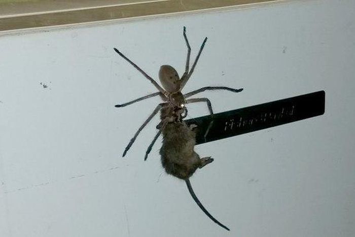 Spider carrying a mouse.