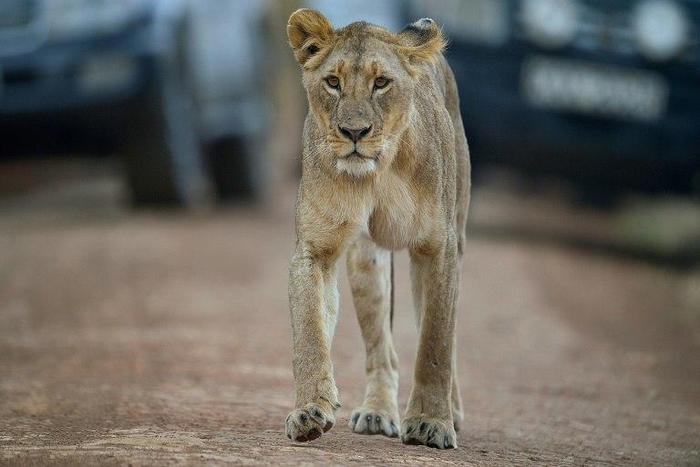 Police said a local pet dealer in his thirties was arrested after a concerned citizen made a complaint