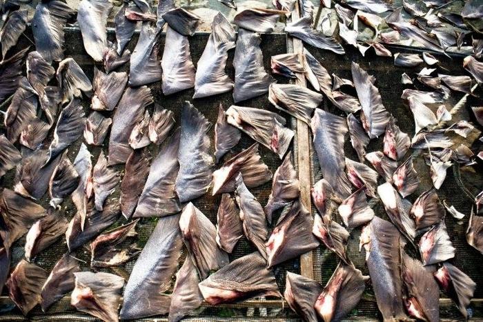 Shark fins fetch a high price in Asia, where they are often used in soups served on special occasions