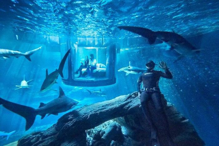 ___4862521___https:______static.pulse.com.gh___webservice___escenic___binary___4862521___2016___3___30___16___Sharks