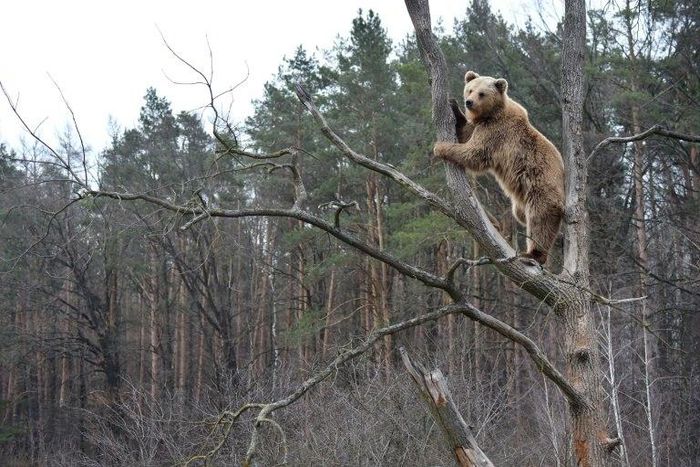 A shelter for bears rescued after years of torture in circuses has become a popular tourist site near the city of Zhytomyr, Ukraine