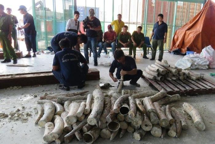 Workers remove ivory hidden in timber as policemen and officials look on at Cat Lai port in Ho Chi Minh City