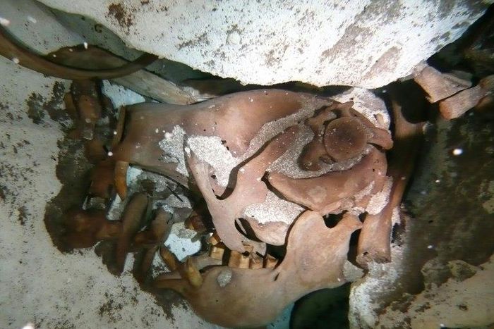 A Mexican National Institute of Anthropology image of scientists say is the skull of a newly discovered species and genus of giant sloth that dates between 10647 and 10305 A.C.