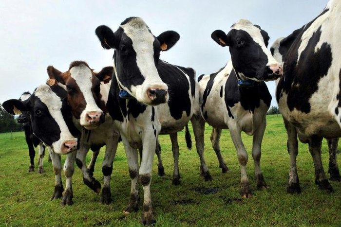 Bulent Tunc, head of the Turkish Association of Red Meat Producers, said a consignment of 40 Holstein cattle was being sent back to the Netherlands