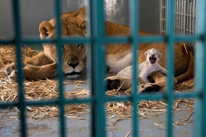 Shortly after arriving on Saturday, the pregnant lioness, named Dana, went into labour and gave birth to a healthy cub that was called Hajar