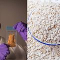Egusi goes to space as Nigerian melon seeds join global research mission