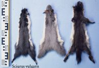Squirrel pelts were used as money [LinkedIn]