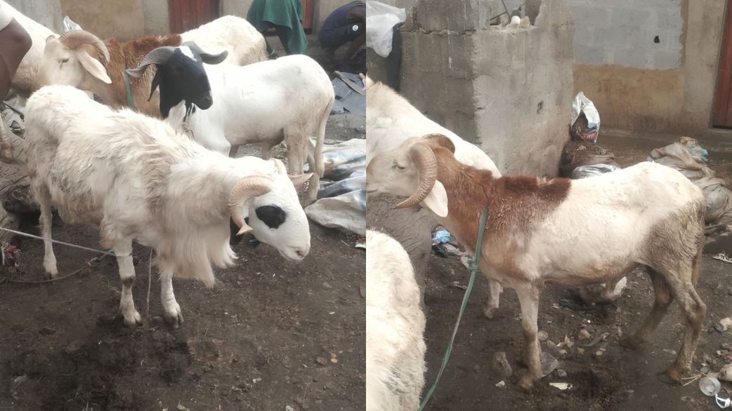 Different sizes of rams are seen days away from Eid al-Adha at Gbagada Ram Market in Lagos State, Nigeria. [Nurudeen Shotayo/Pulse Nigeria]