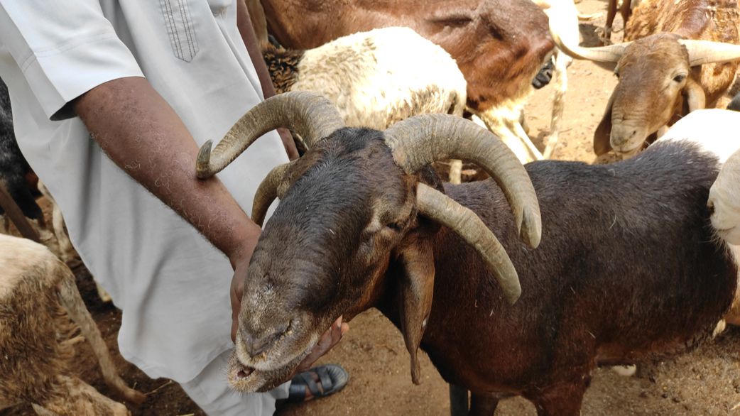 A ram with 4 horns is seen days away from Eid al-Adha at Kofar Kudu Ram market in Kano, Nigeria. [Zulyadain Isa Bilo/Anadolu Agency via Getty Images]