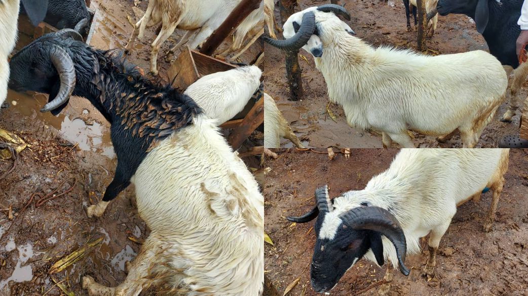 Different sizes of rams are seen days away from Eid al-Adha at Karamajiji Ram Market in Abuja-FCT, Nigeria on Tuesday, June 3, 2025. [Segun Adeyemi/Pulse Nigeria]