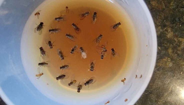 This simple remedy will chase flies from your home