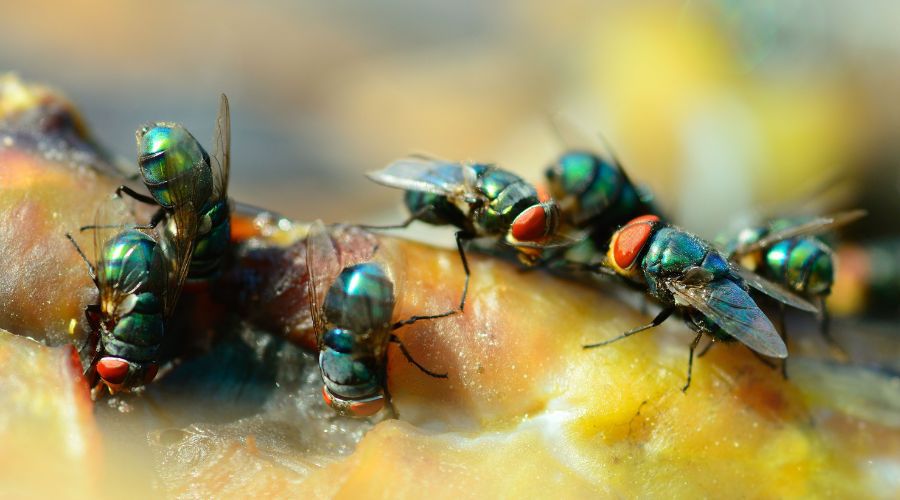 This simple remedy will chase flies from your home