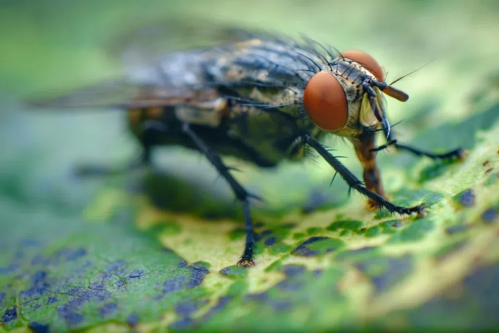 This simple remedy will chase flies from your home