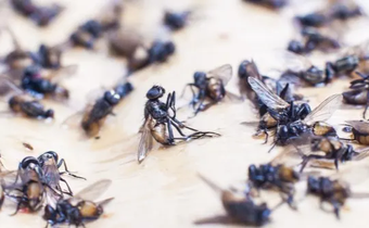 This simple remedy will chase flies from your home