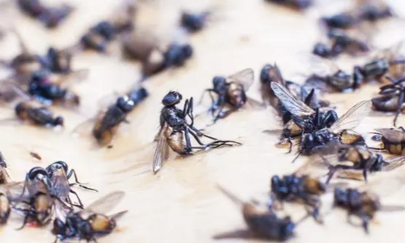 This simple remedy will chase flies from your home