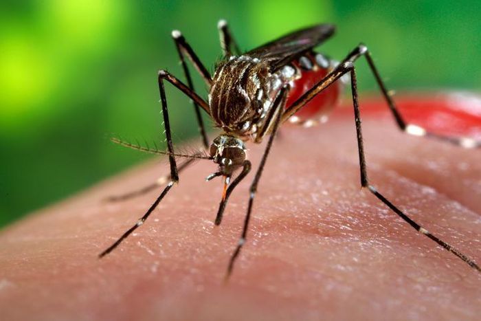 9 persons infected with Zika virus in Canada