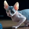 Sphynx cat.