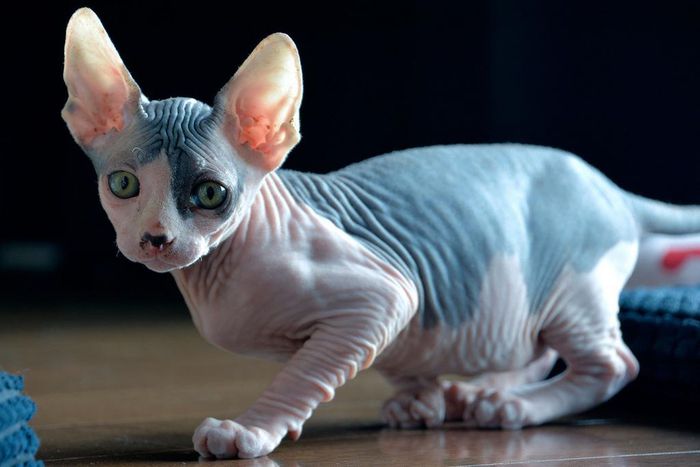 Sphynx cat.